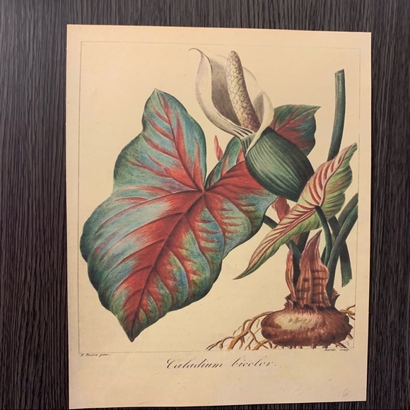 Vintage Caladium Bicolor Scientific Print - Picture 2 of 2